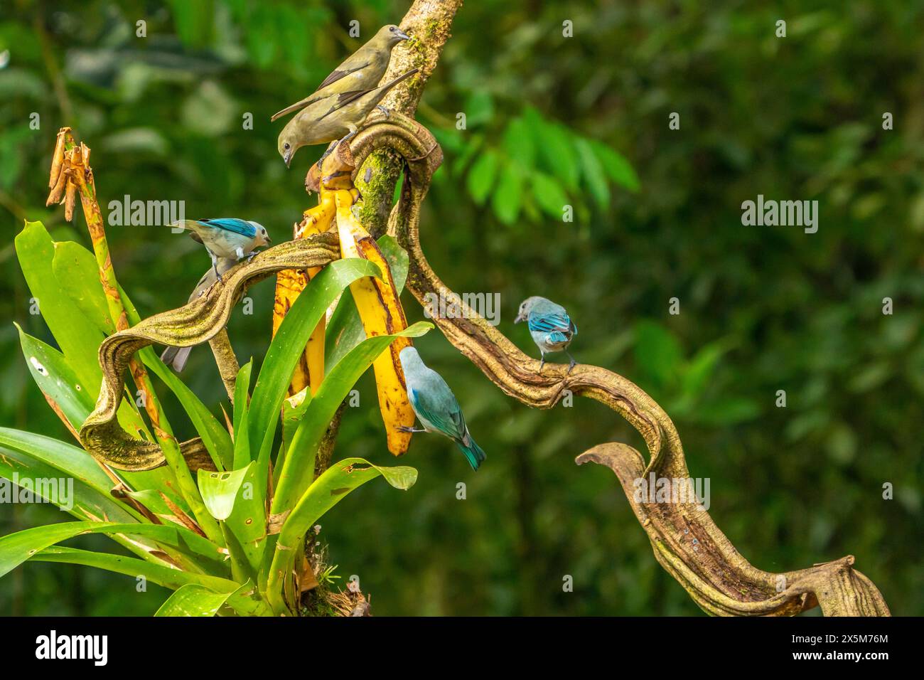 Costa Rica, La Selva Biological Research Station. Blue-grey tanagers feeding on bananas. Stock Photo