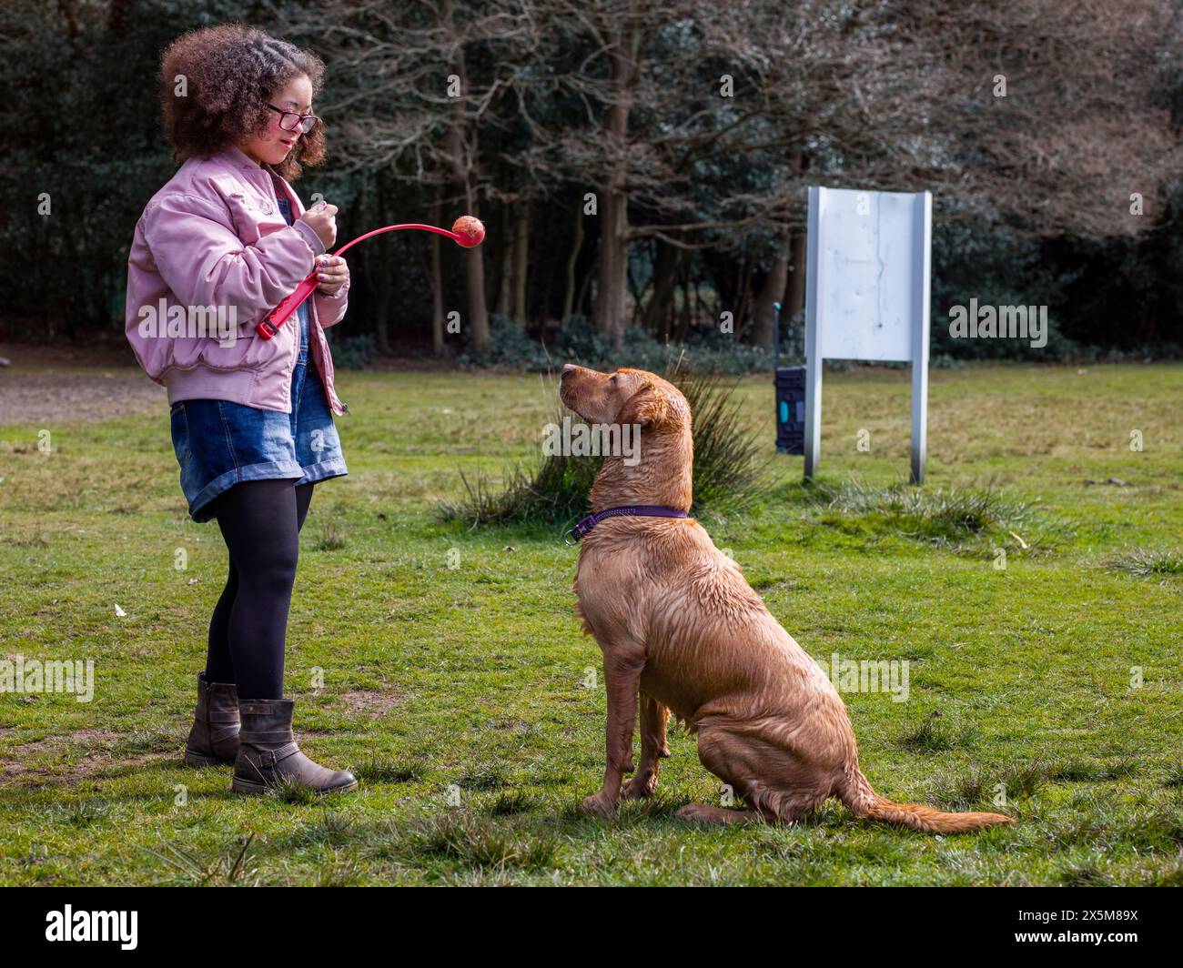 Girl playing with dog in park Stock Photo - Alamy