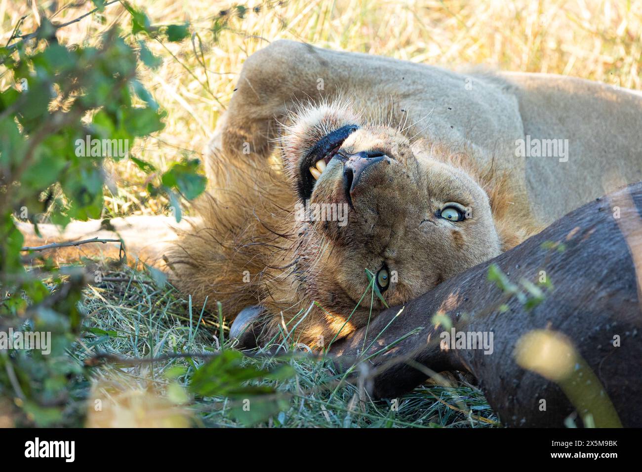 A male lion, Panthera leo, lying next to a buffalo carcass. Stock Photo