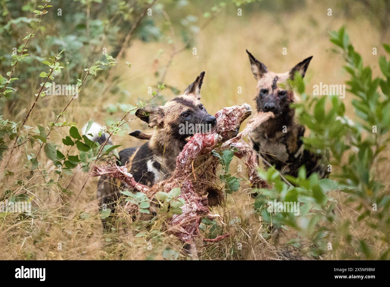 Wild dogs feeding, Lycaon pictus. Stock Photo