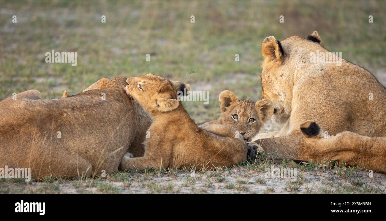 A pride of lions, Panthera leo, with cubs. Stock Photo