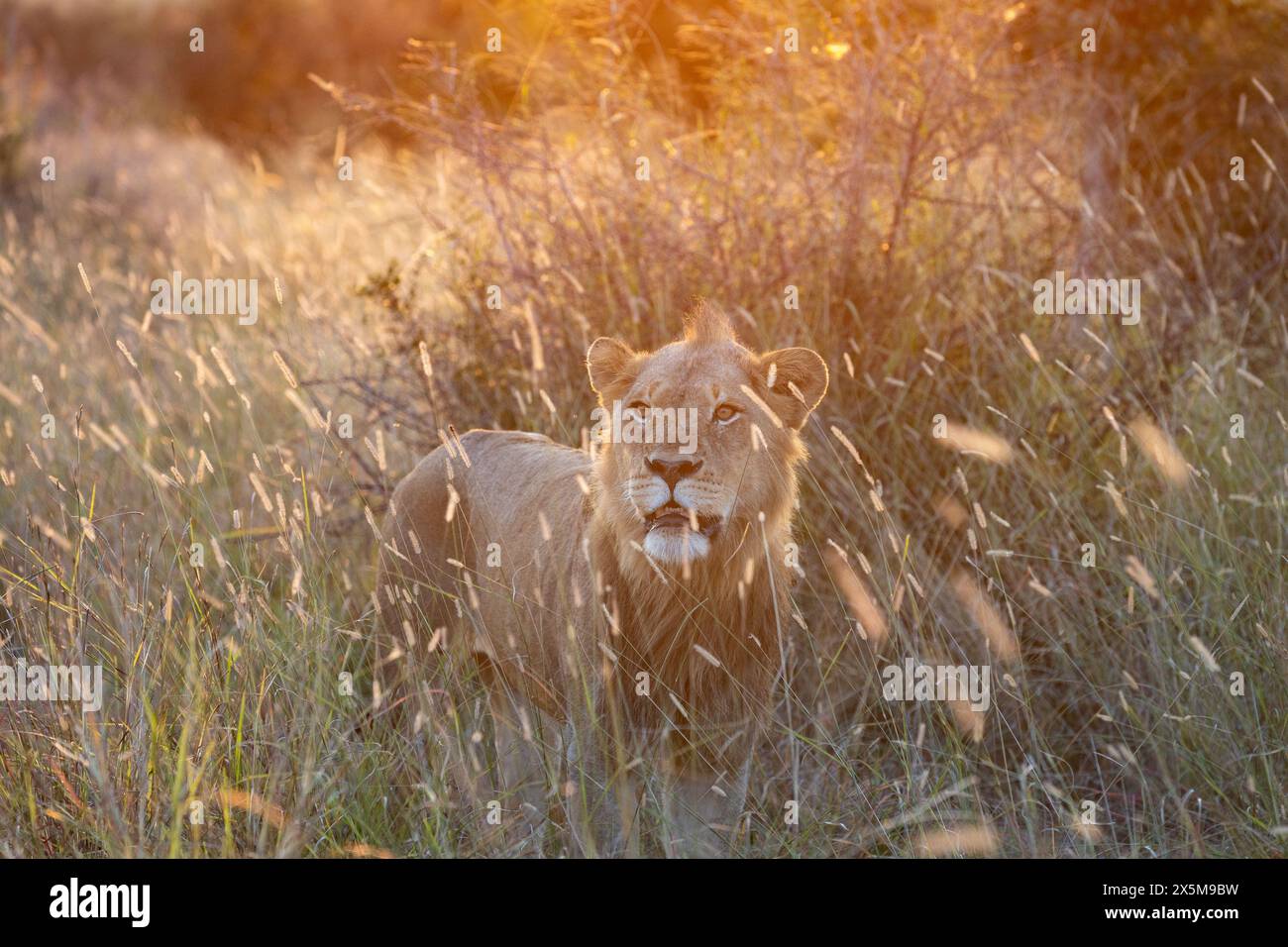 A young male lion, Panthera leo, standing in long grass, during sunset. Stock Photo