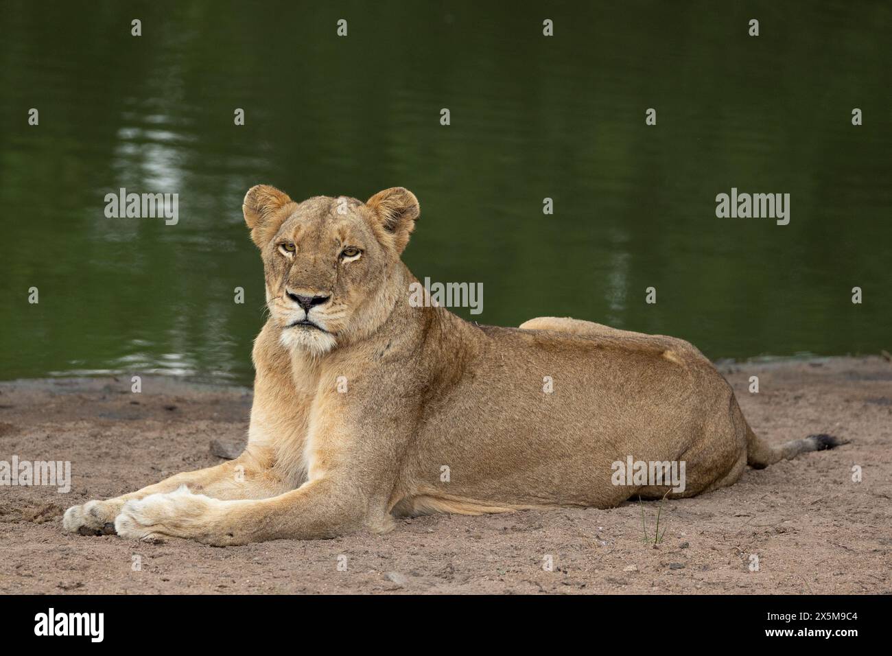 A lioness, Panthera leo, lying next to a dam. Stock Photo