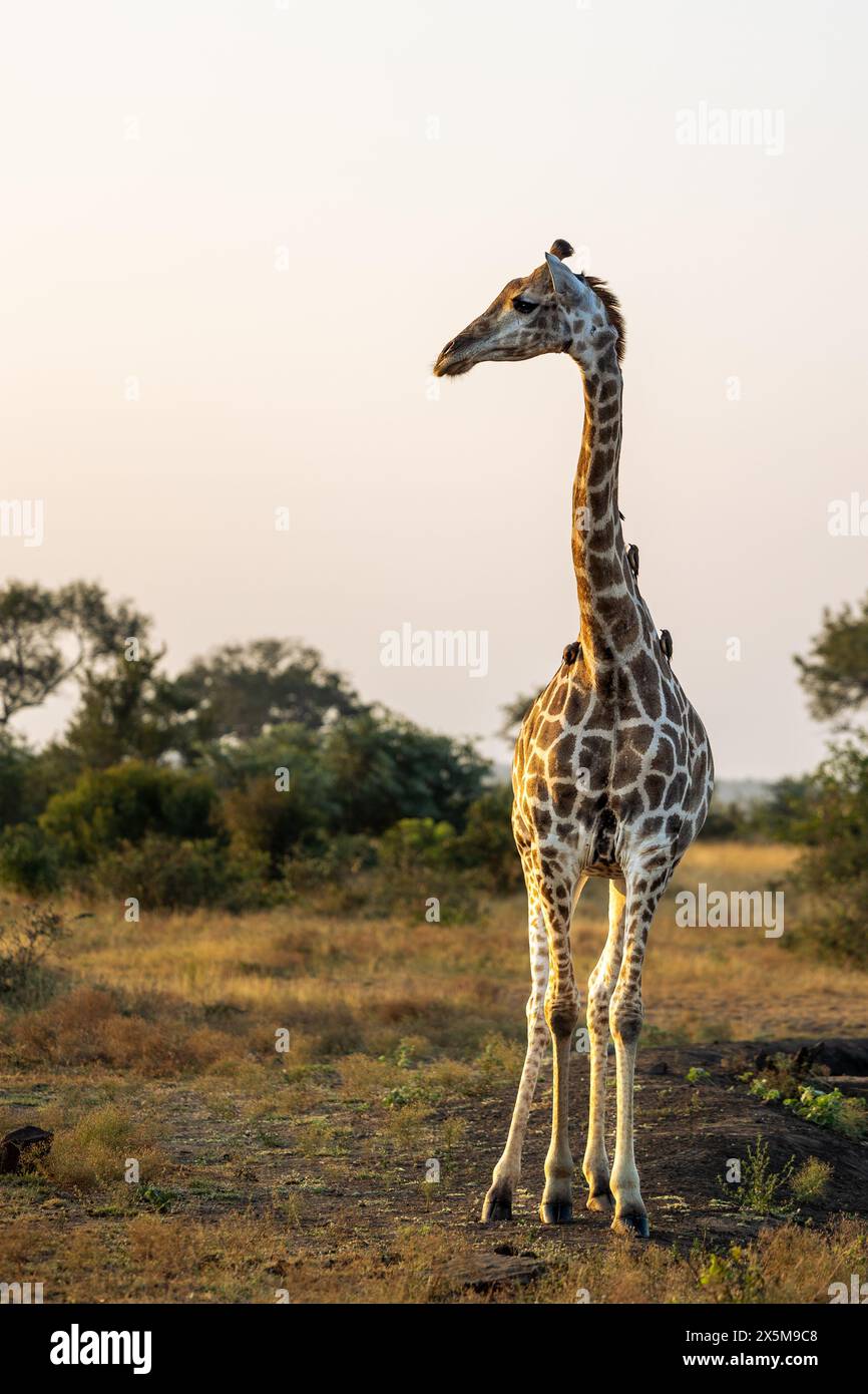 A giraffe, Giraffa, standing and looking to the side. Stock Photo