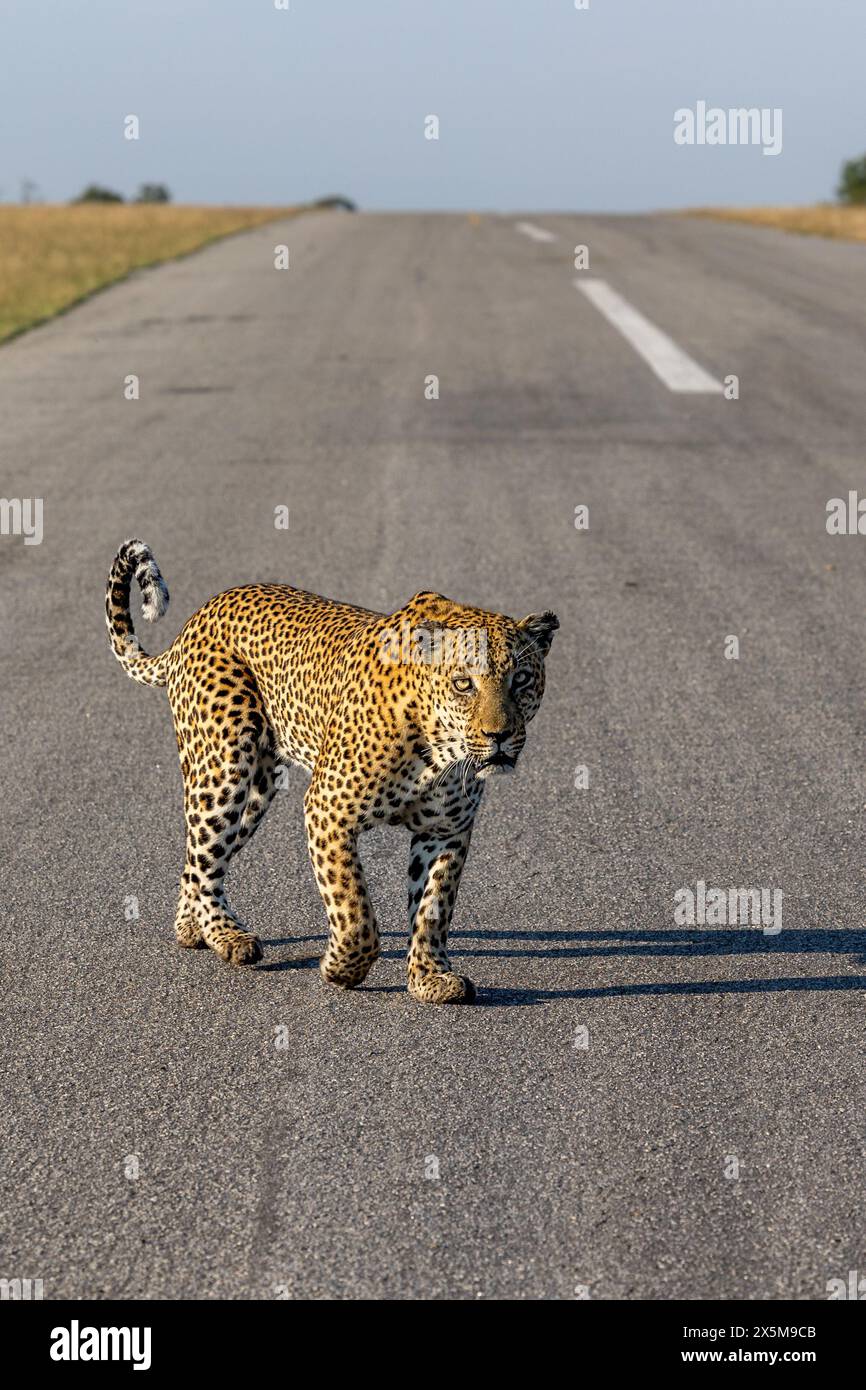 A male leopard, Panthera pardus, walking on a road. Stock Photo