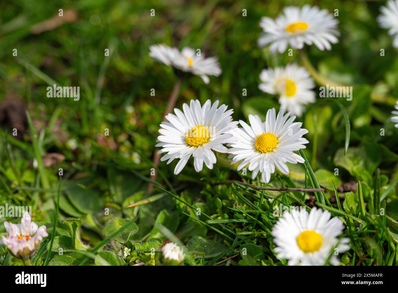 White daisies on the green grass. Springtime background. Stock Photo