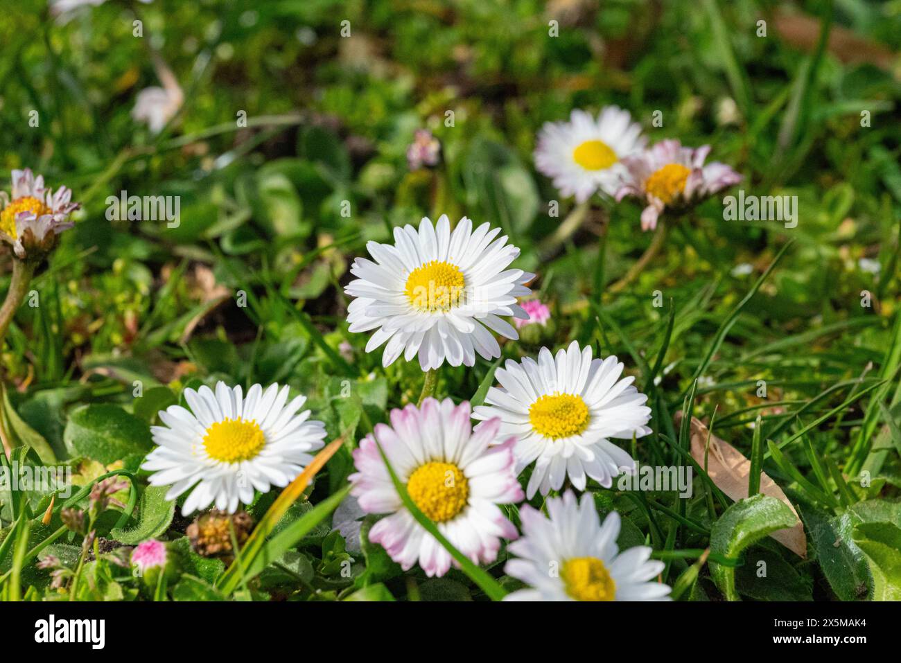Dandelion daisy flowers hi-res stock photography and images - Alamy