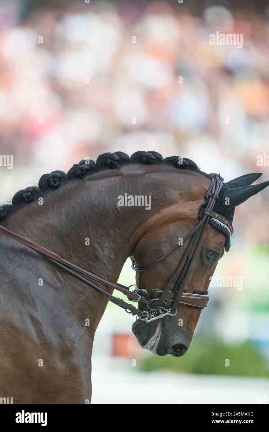 bay dressage horse with braided mane in dressage competition ring horse on the bit wearing leather double bridle with double reins ear cover over ears Stock Photo