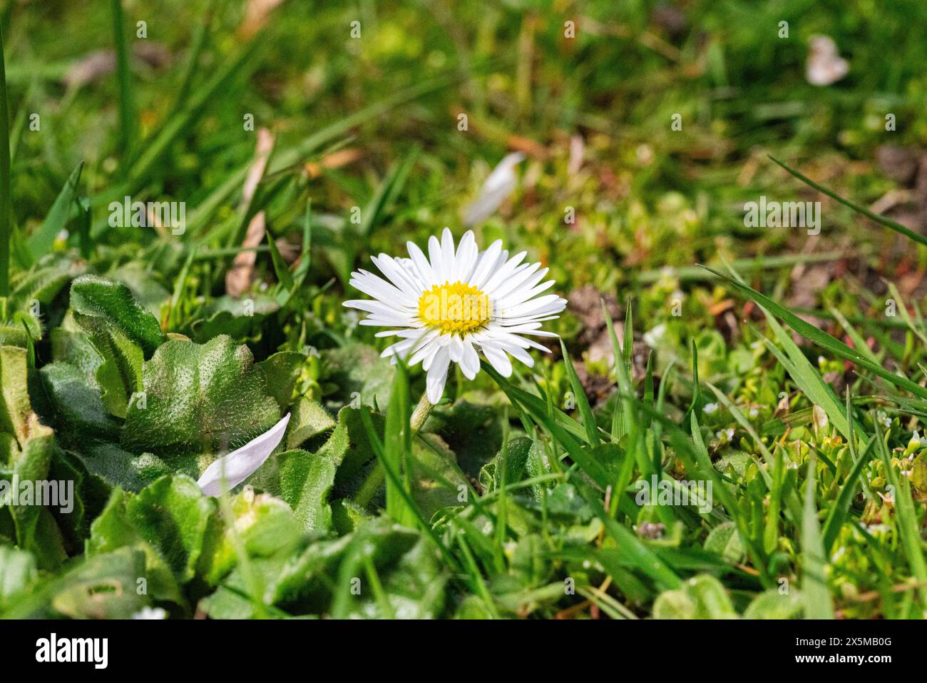 Daisy and dandelion wildflowers hi-res stock photography and images - Alamy