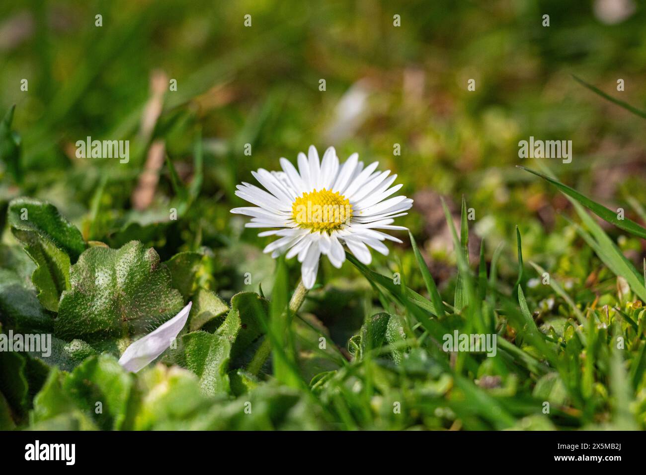 Daisy and dandelion wildflowers hi-res stock photography and images - Alamy