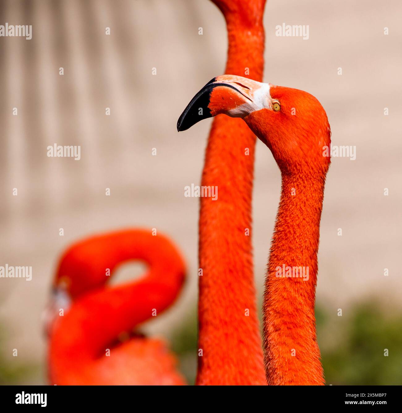 USA, Arizona, Waddell, Wildlife World Zoo. Close-up head profile of wet flamingo. Stock Photo