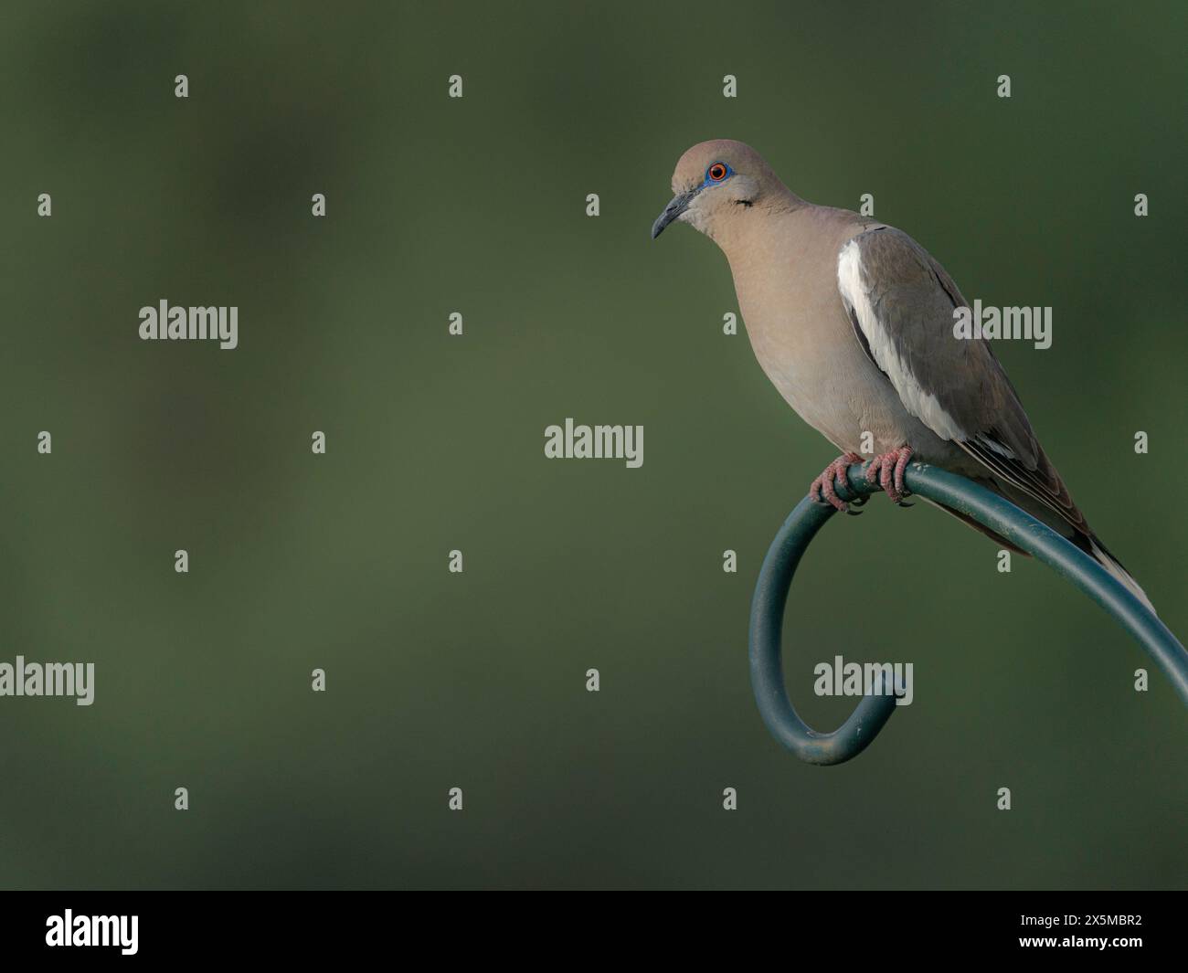 White winged dove zenaida asiatica town of patagonia arizona stock
