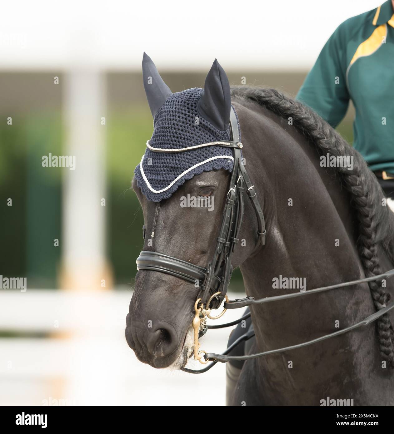 horse head portrait of black show horse in running braid or continuous braids for dressage competition wearing double bridle leather english dressage Stock Photo