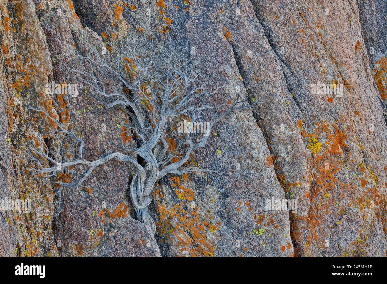 USA, California, Lone Pine, Inyo County. Alabama Hills lichen covered rocks with dried brush Stock Photo