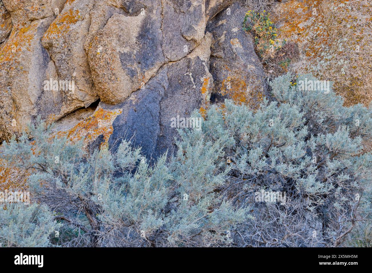 USA, California, Lone Pine, Inyo County. Alabama Hills with rock covered lichen and brush at base Stock Photo