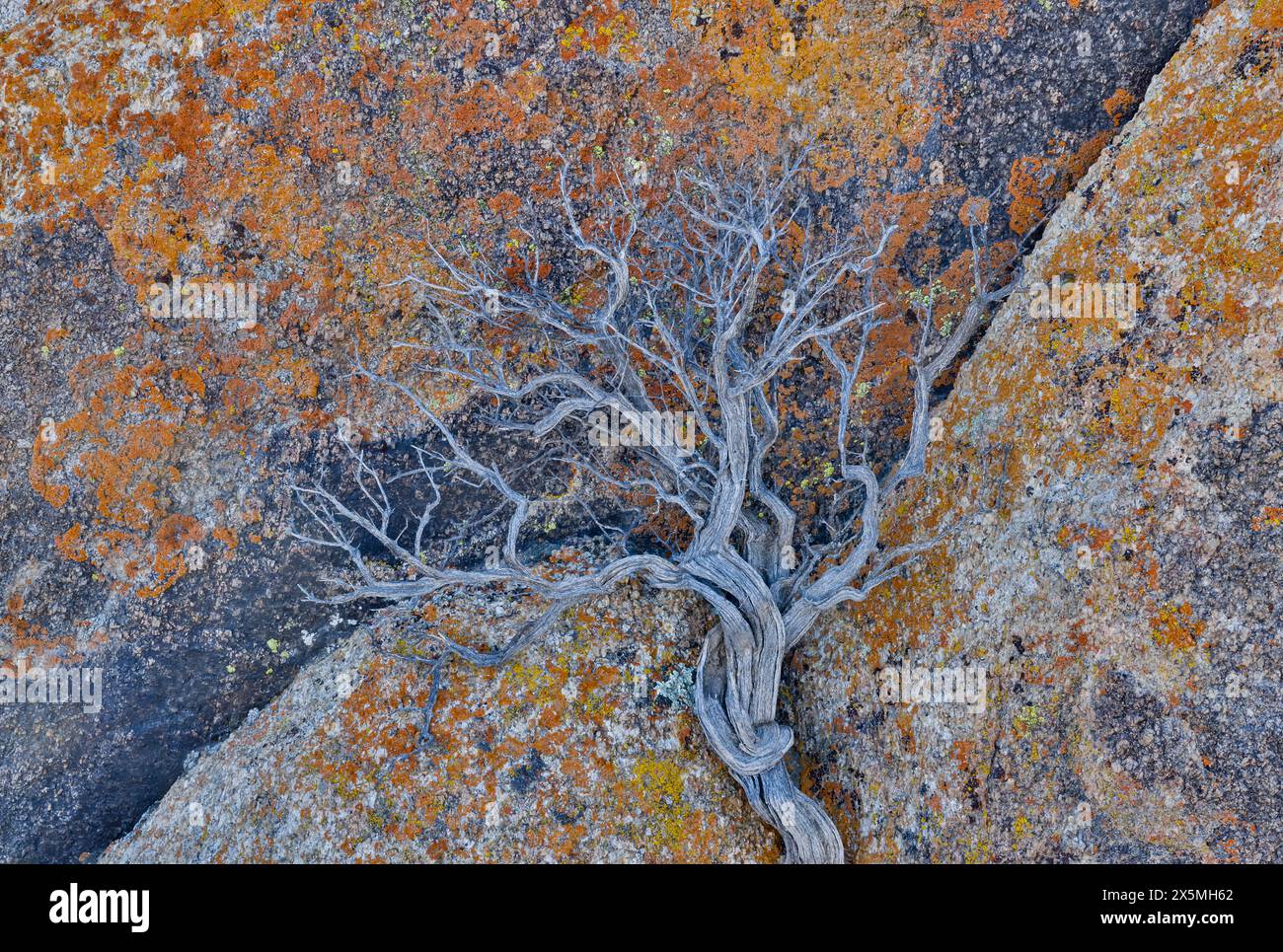 USA, California, Lone Pine, Inyo County. Alabama Hills lichen covered rocks with dried brush Stock Photo