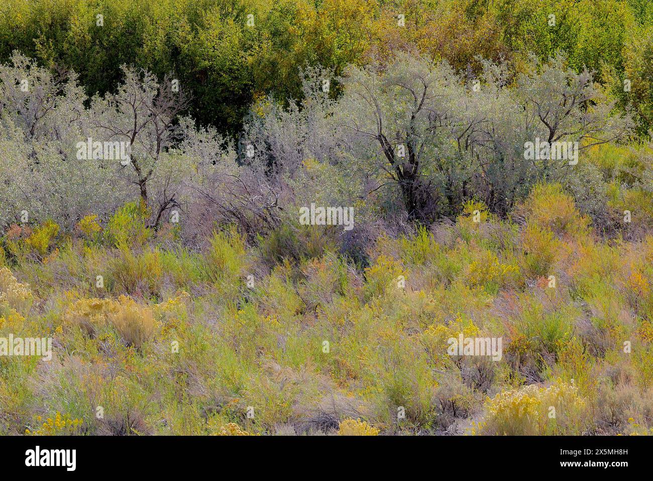 USA, California, Bishop. Bishop Valley with flowering rabbitbrush in autumn along highway Stock Photo