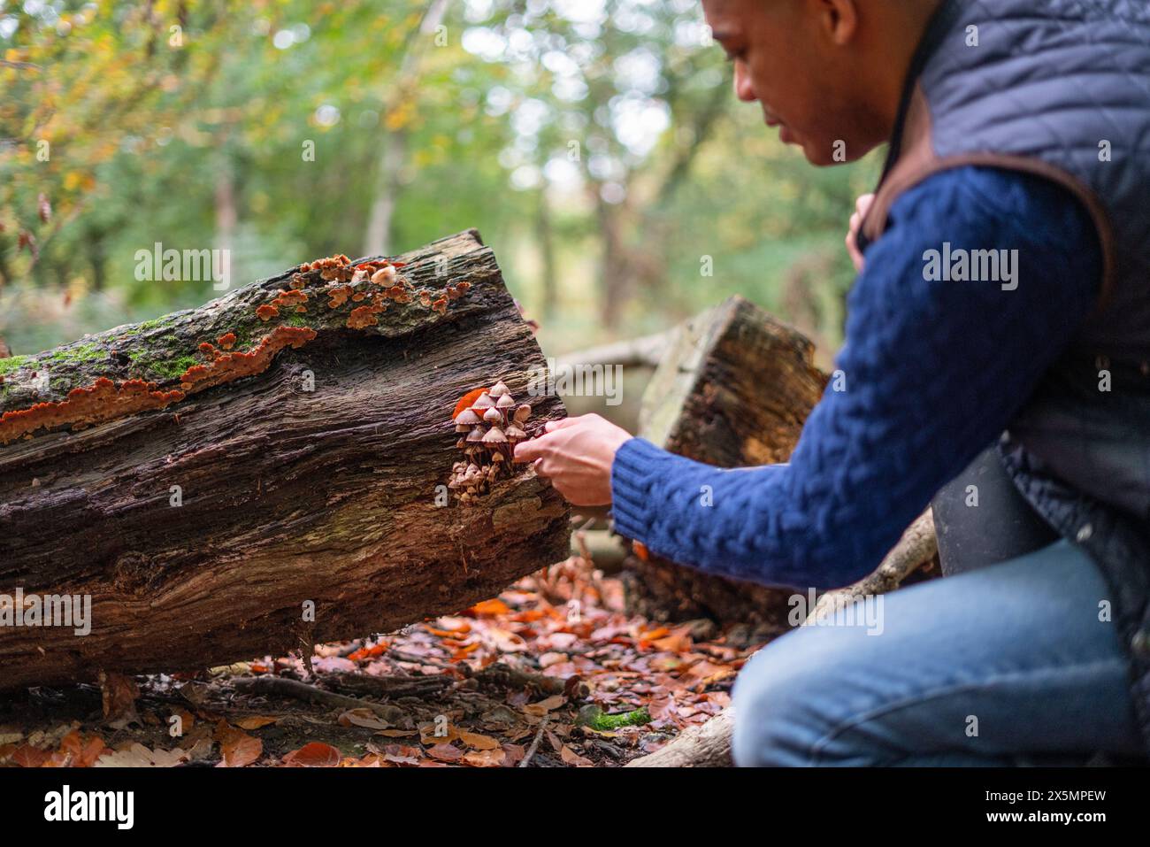 Man looking at small mushroom growing on log in forest at autumn Stock Photo