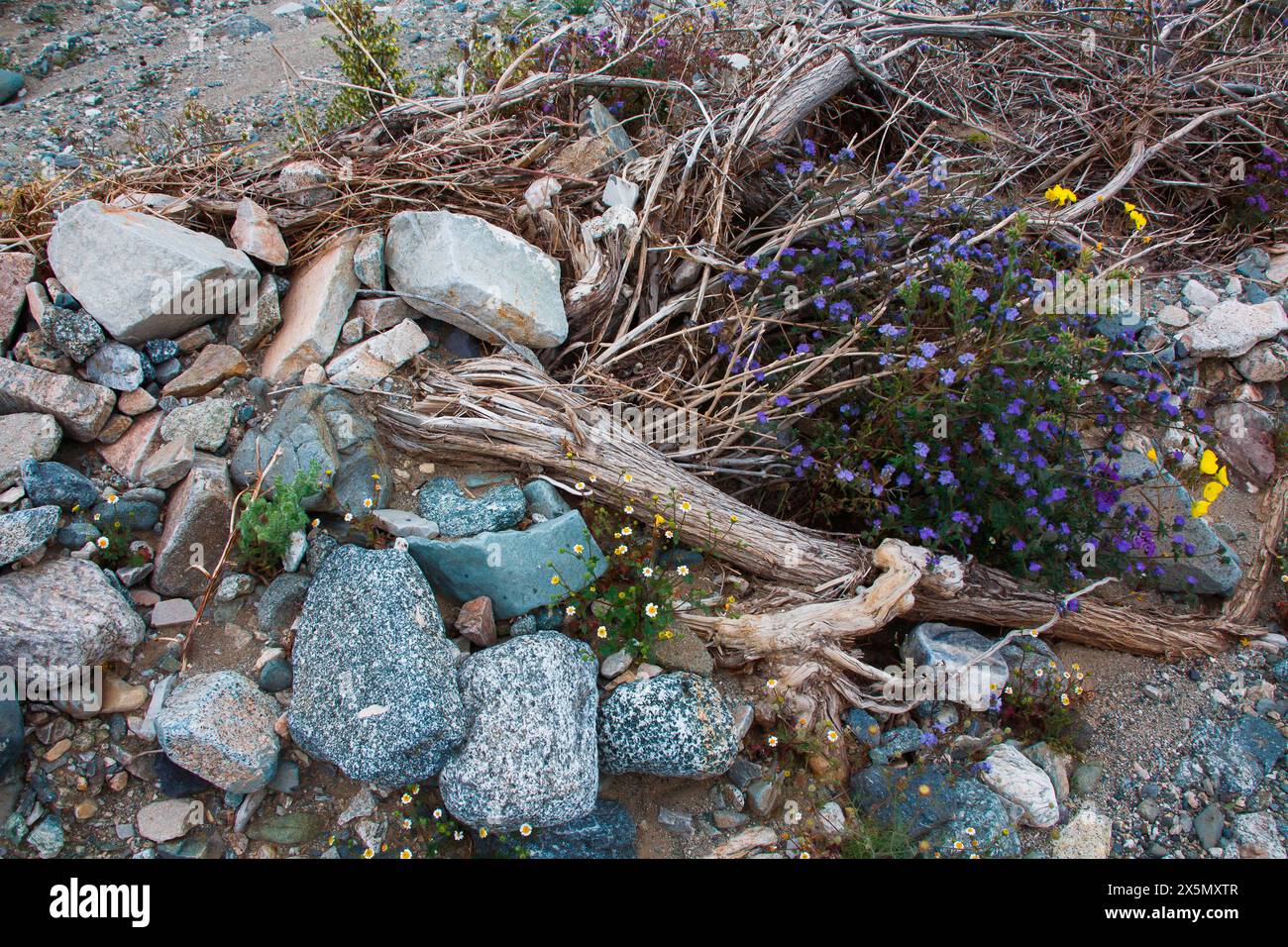 California spring wildflowers hi-res stock photography and images - Alamy