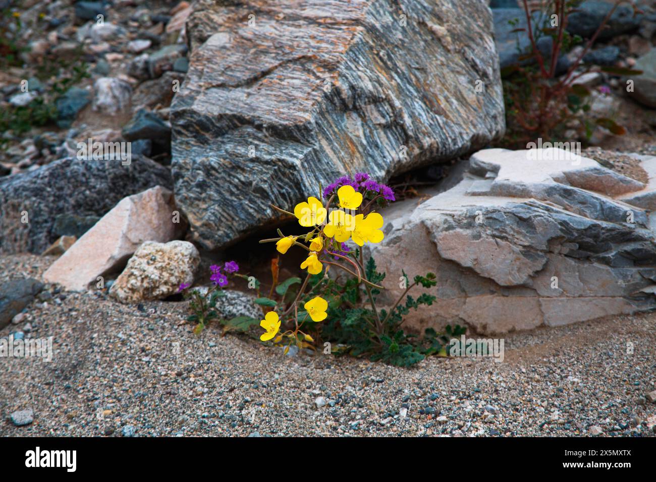 Delicate spring wildflowers in Black Eagle Mine Road, California Stock Photo