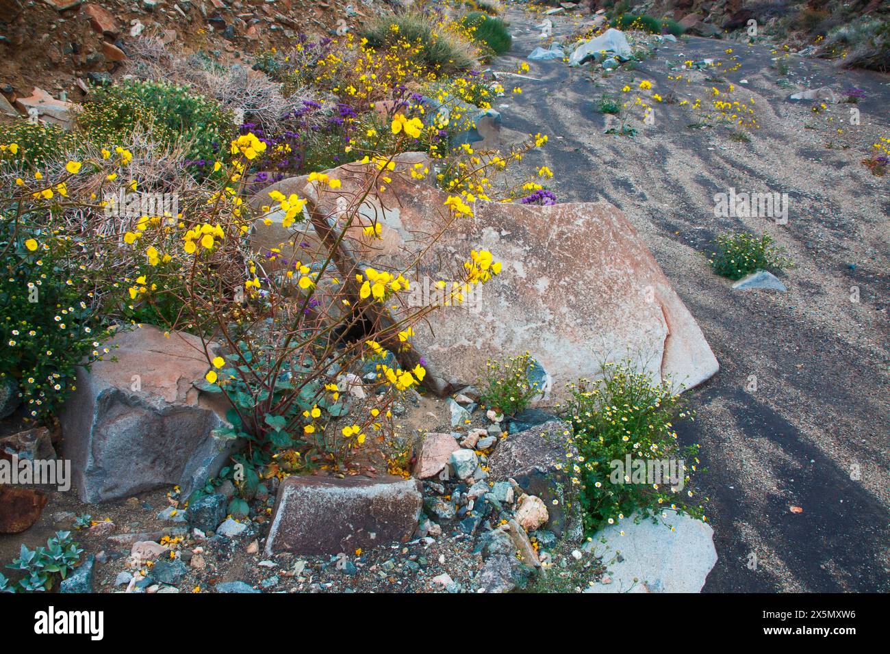 California spring wildflowers hi-res stock photography and images - Alamy