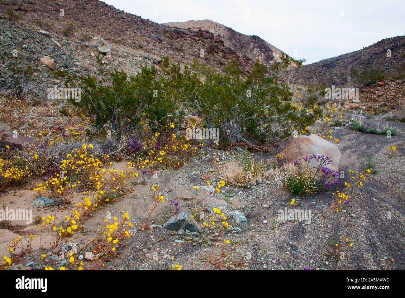 Delicate spring wildflowers in Black Eagle Mine Road, California Stock Photo