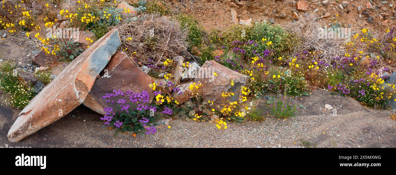 Delicate spring wildflowers in Black Eagle Mine Road, California Stock Photo