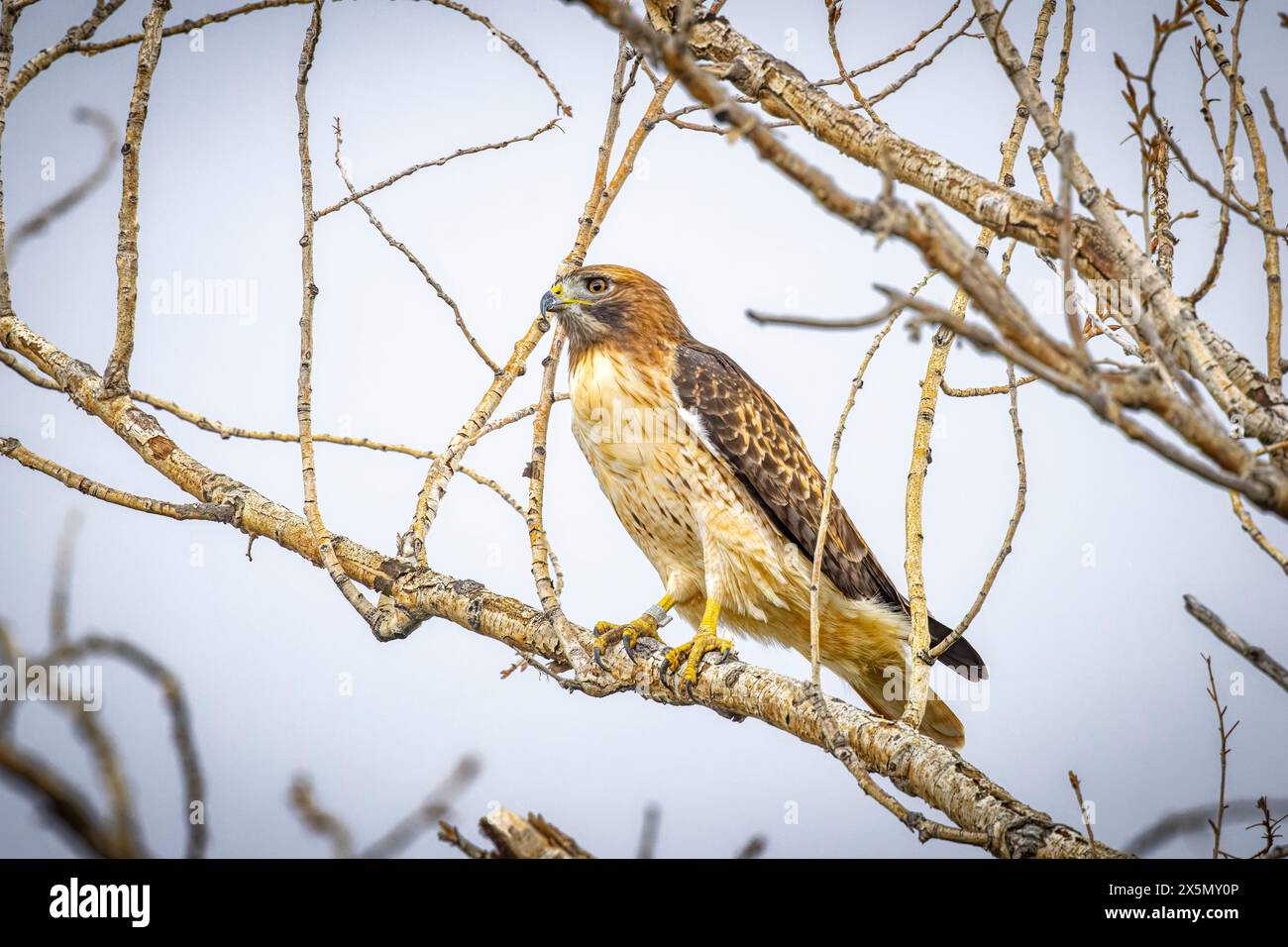 USA, Colorado, Fort Collins. Red-tailed hawk close-up in tree.. Stock Photo