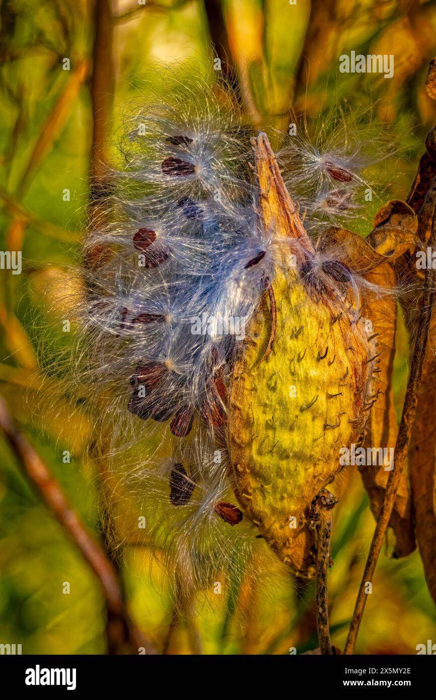 USA, Colorado, Fort Collins. Showy milkweed seed pods in autumn. Stock Photo
