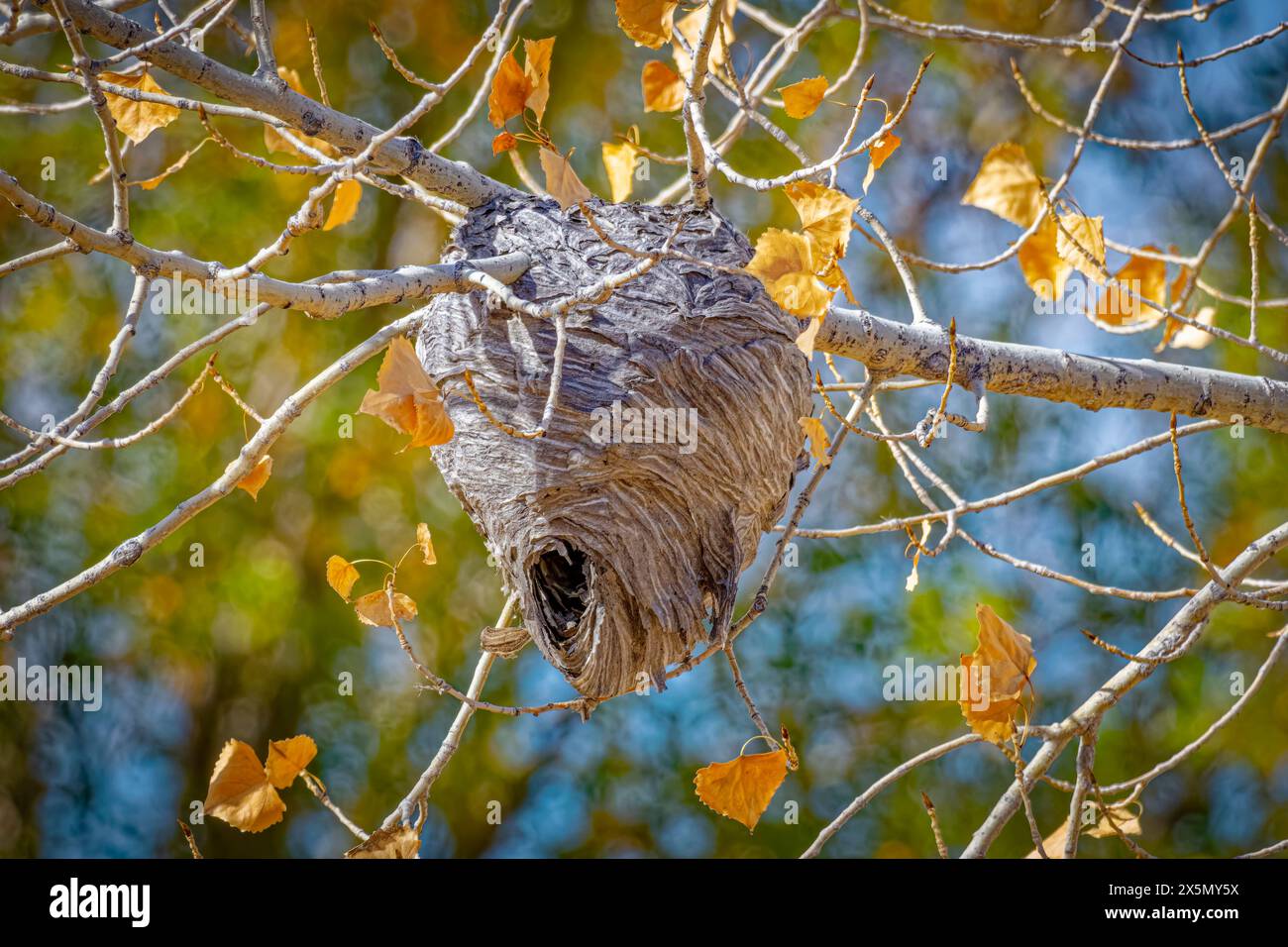 USA, Colorado, Fort Collins. Paper wasp nest in tree. Stock Photo