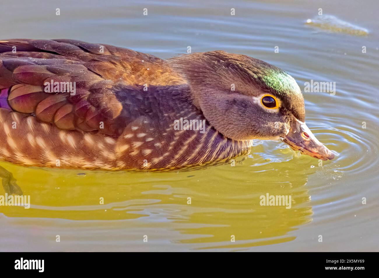USA, Colorado, Fort Collins. Female wood duck in water. Stock Photo
