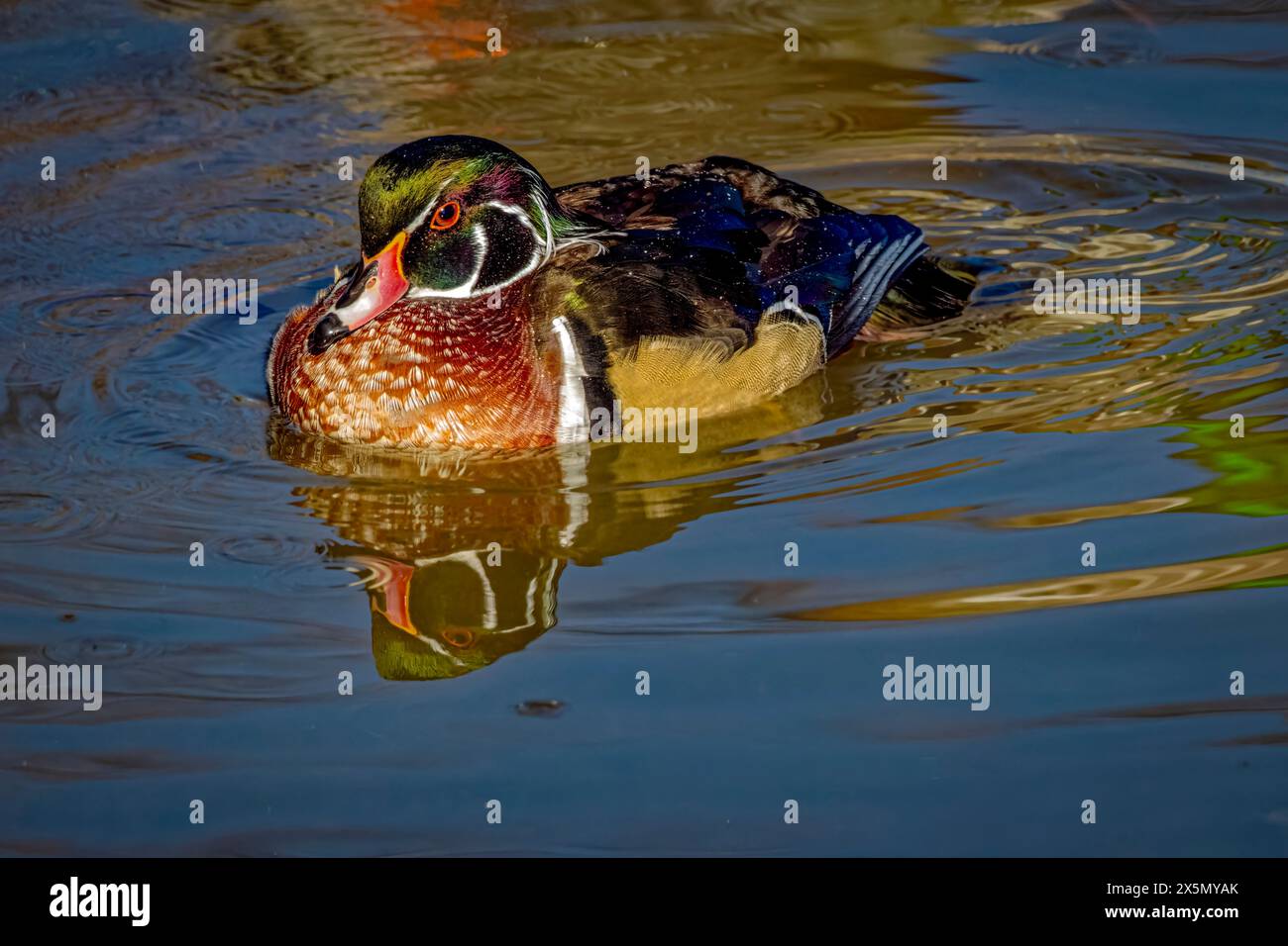 USA, Colorado, Fort Collins. Male American wood duck in water. Stock Photo