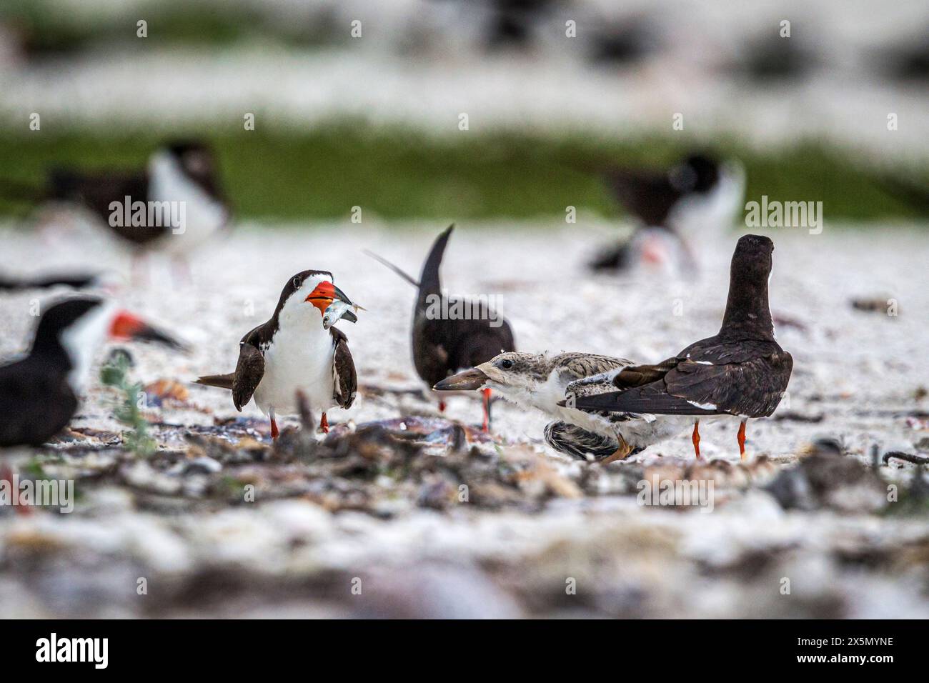 A black skimmer adult is about to feed its chick. Stock Photo