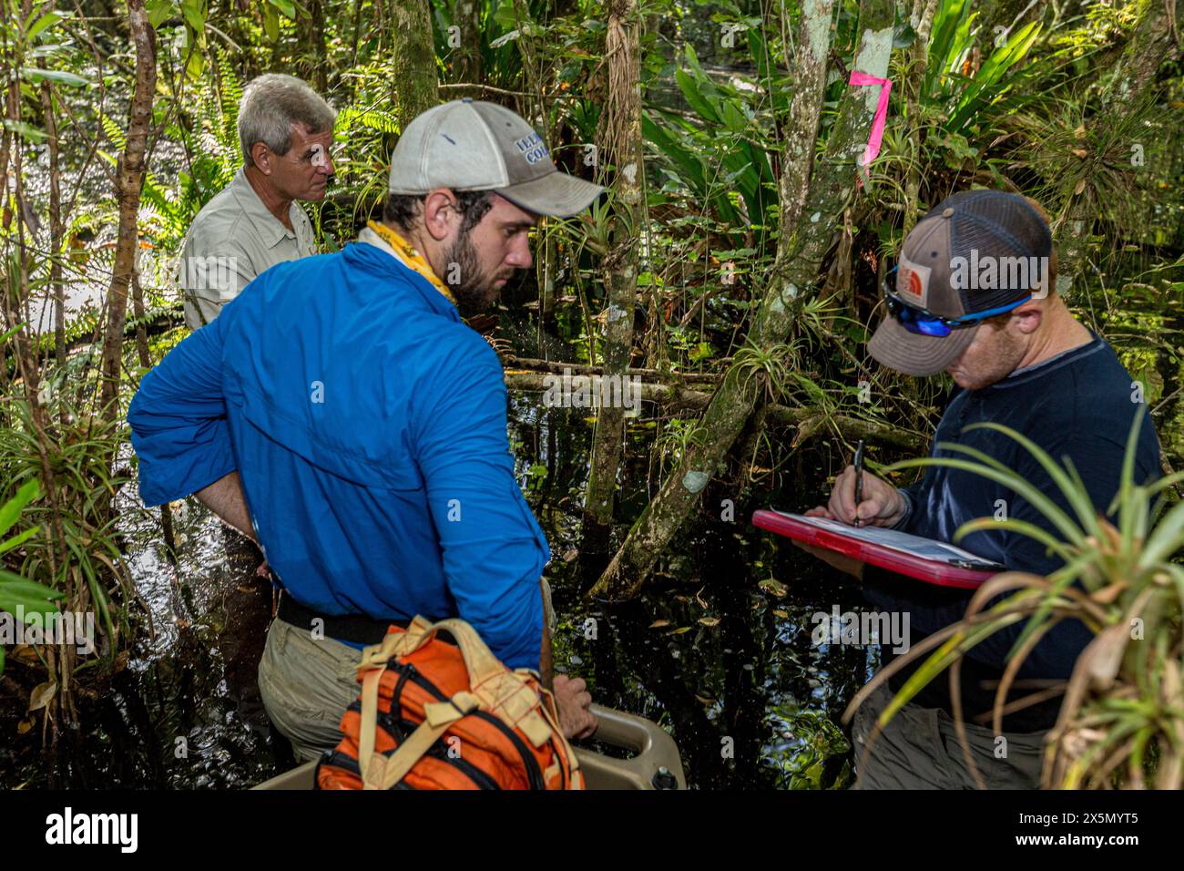 Researchers assessing epiphytic orchid populations in a Florida swamp. (Editorial Use Only) Stock Photo