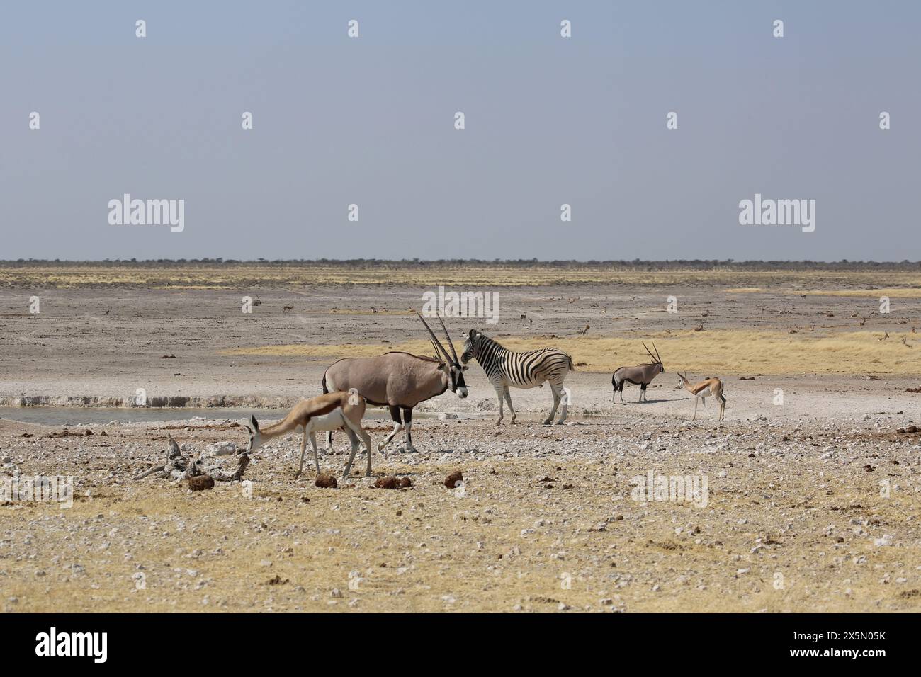 Large group african animals hi-res stock photography and images - Alamy