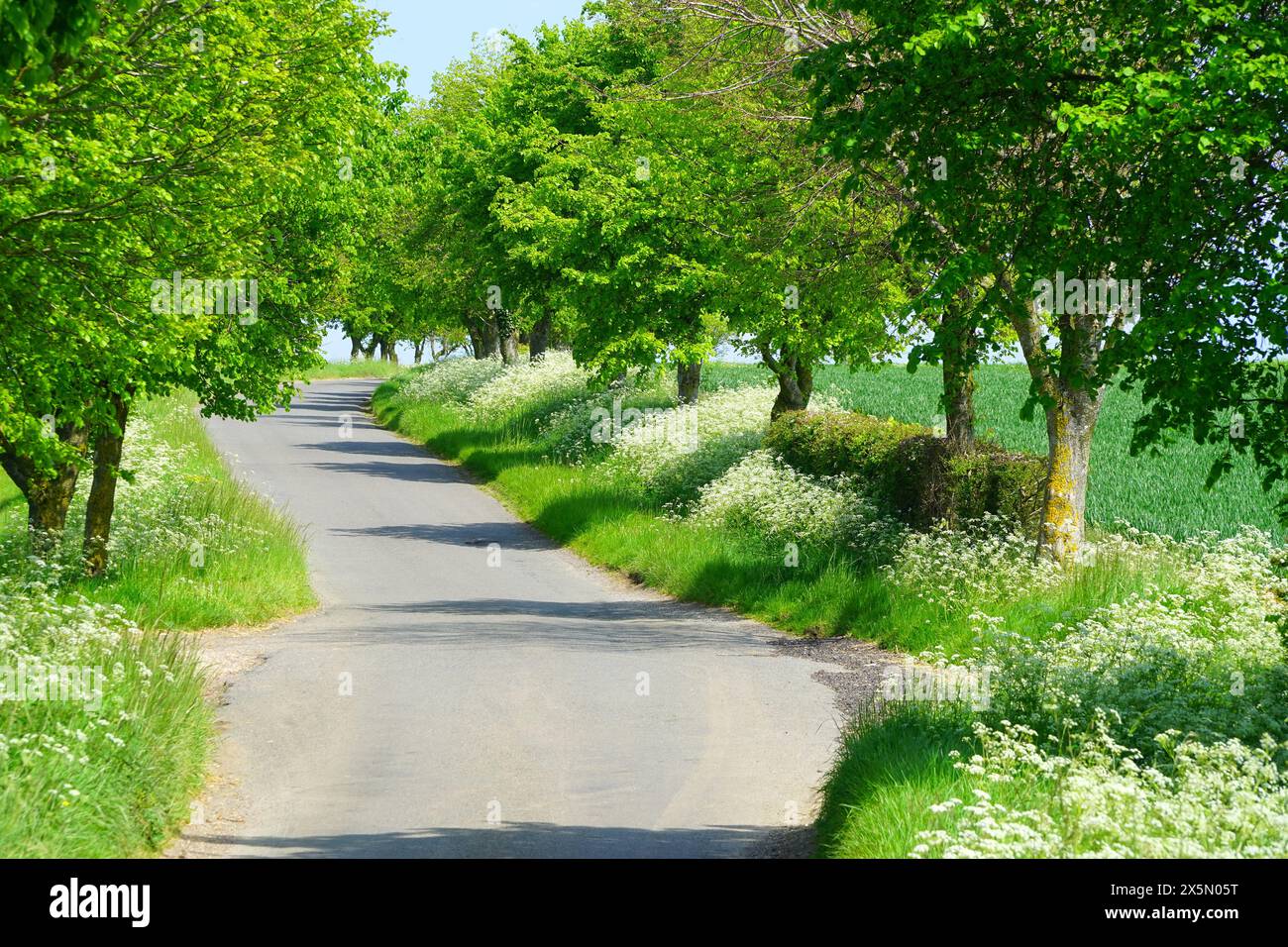 Cow parsley lined lane from Buckland to Barkway Stock Photo Alamy