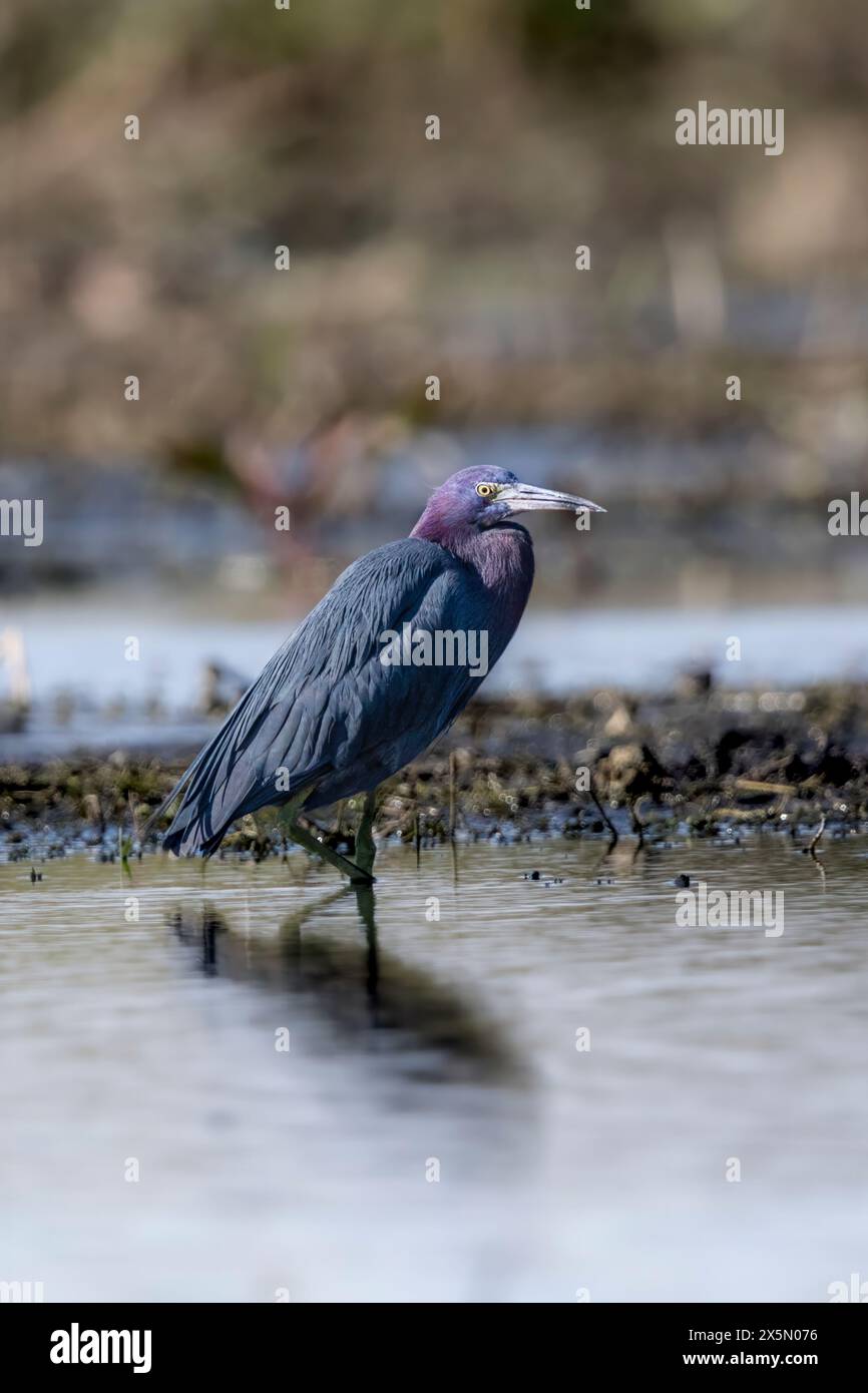 A little blue heron stands in a shallow marsh. Stock Photo