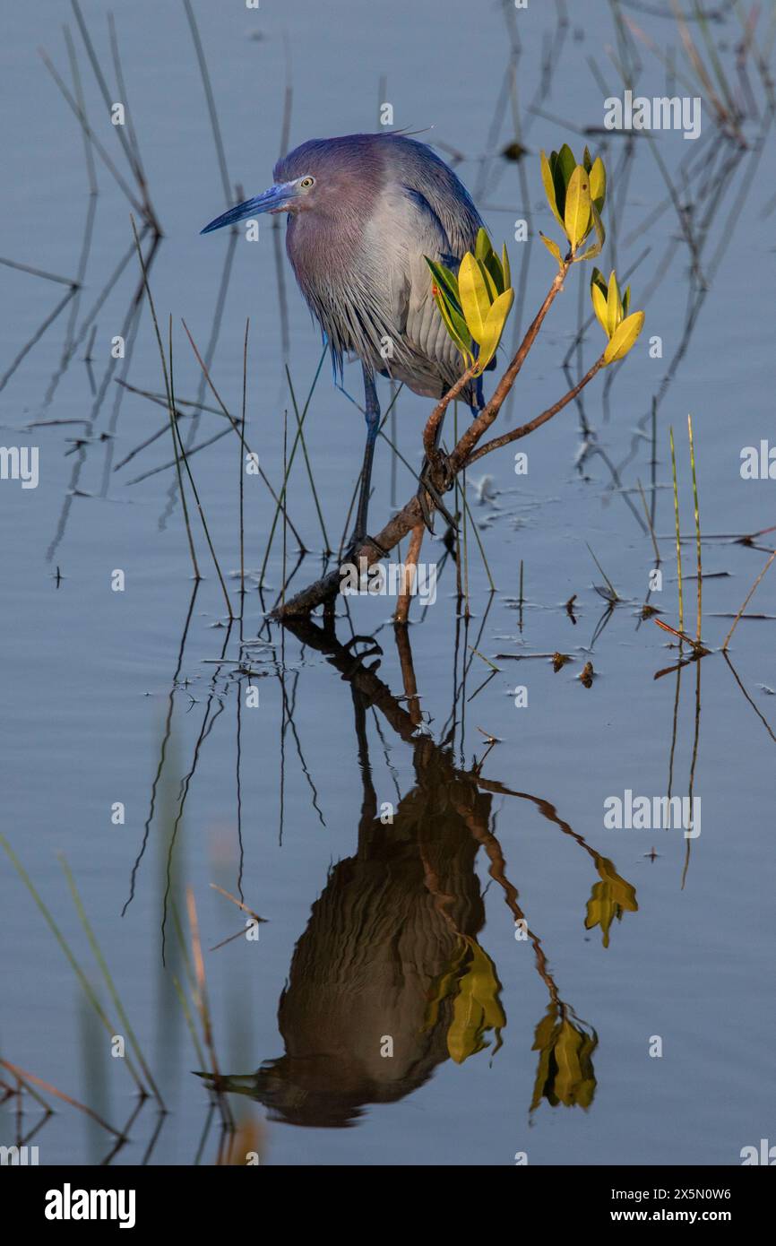 A little blue heron perched in a mangrove tree. Stock Photo
