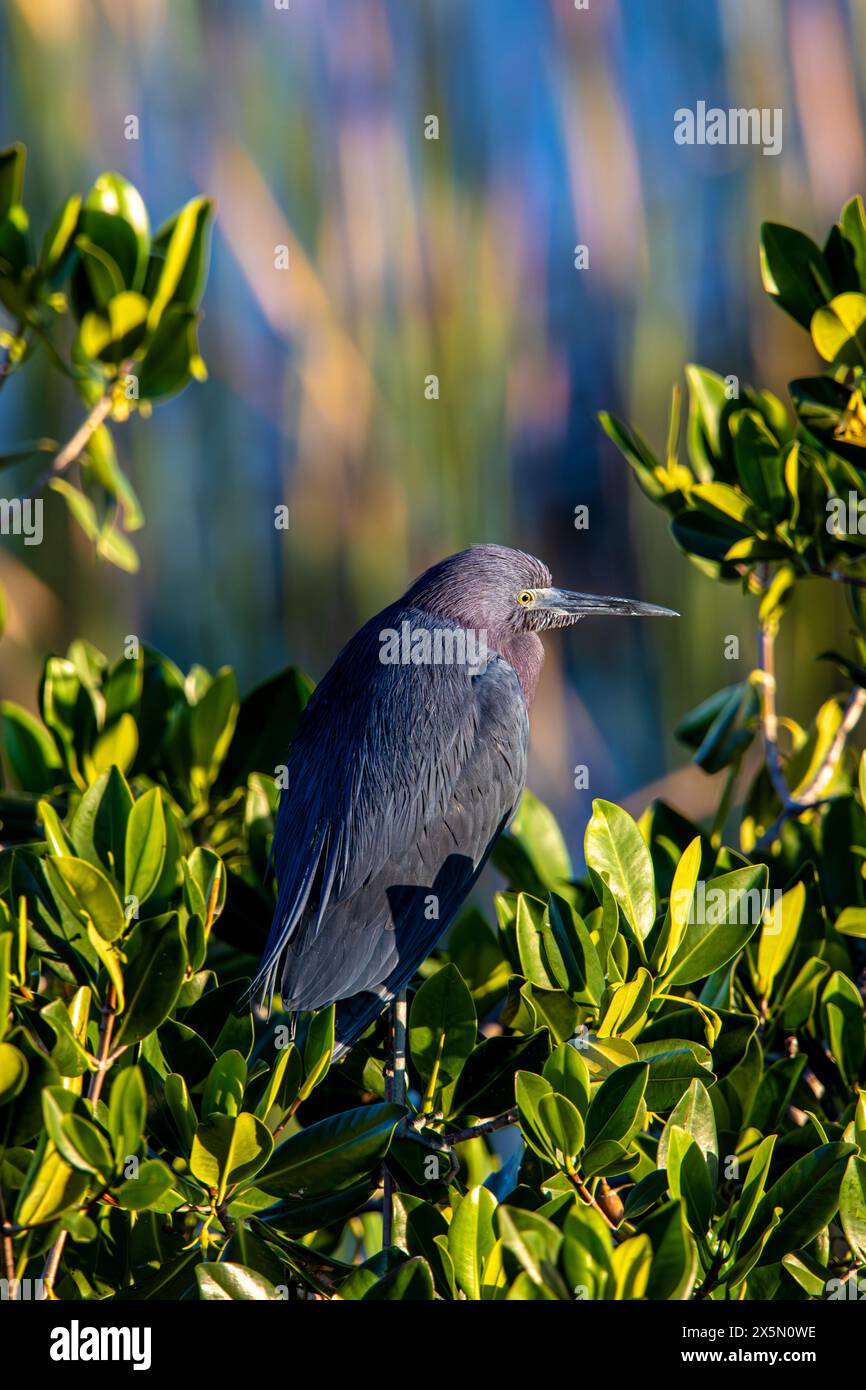 A little blue heron perched in a mangrove tree. Stock Photo