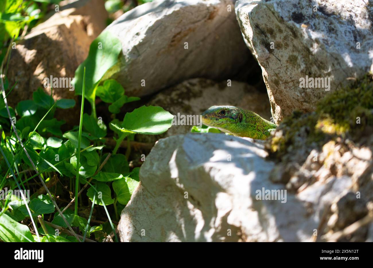 Green lizard, garden intruder Stock Photo Alamy