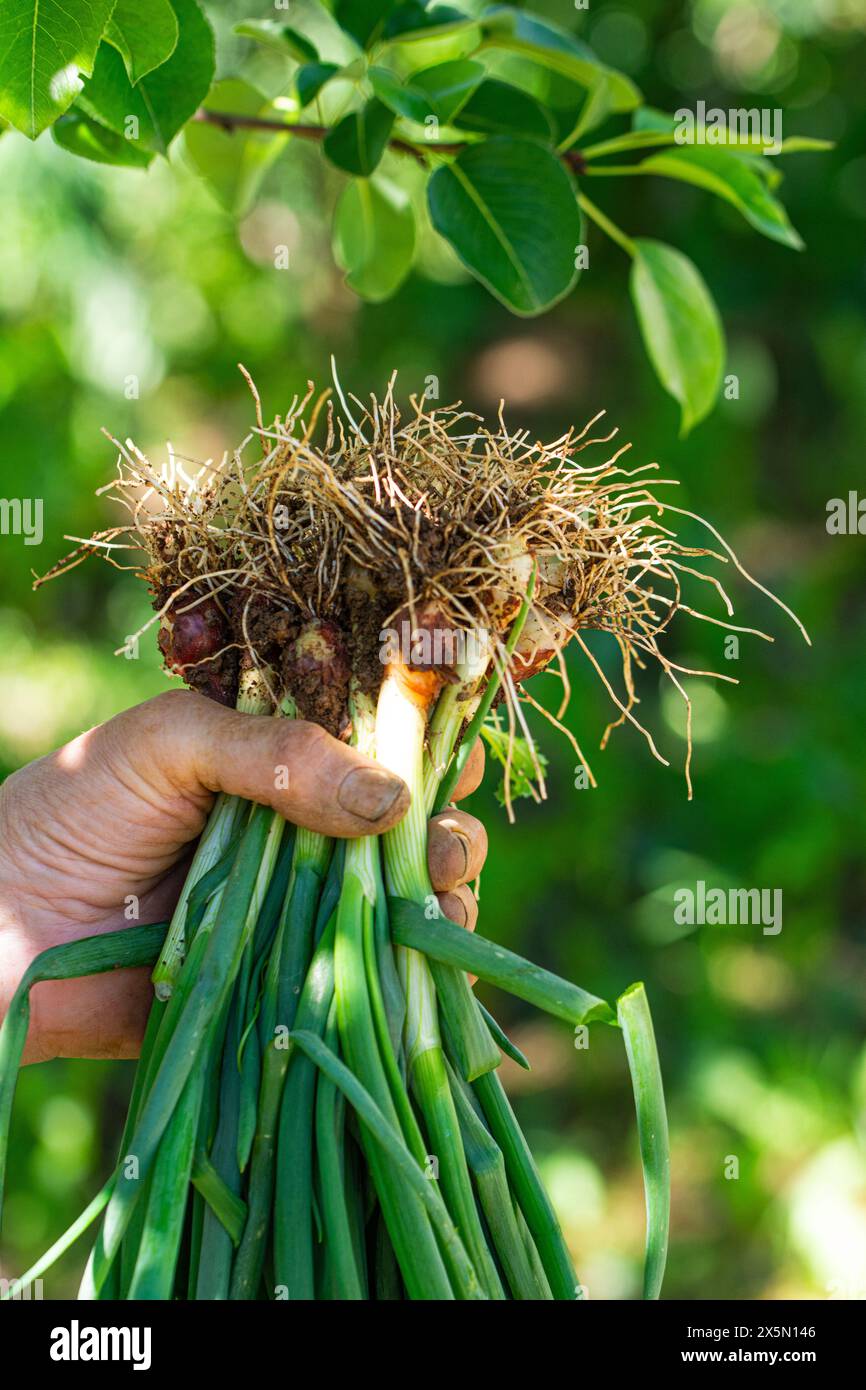 Picking white onions in hi-res stock photography and images - Alamy