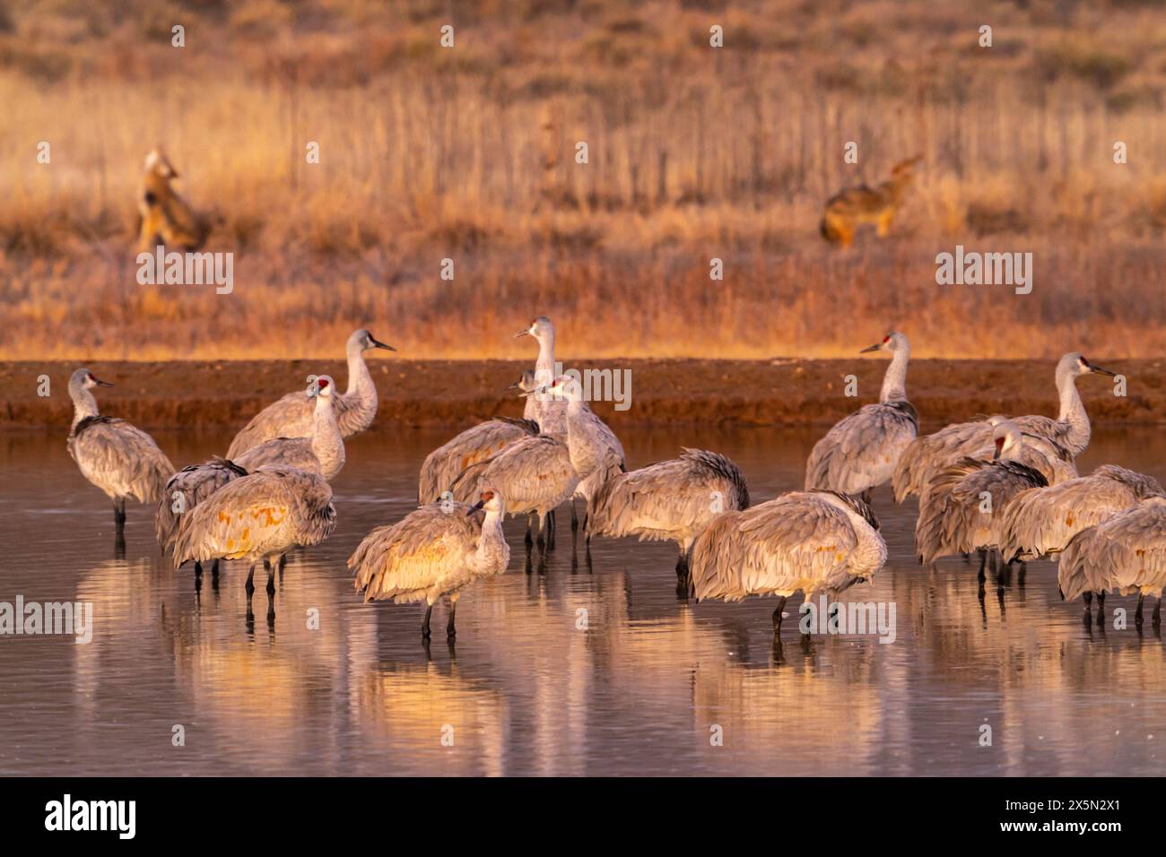 Coyote and bosque del apache hi-res stock photography and images - Alamy