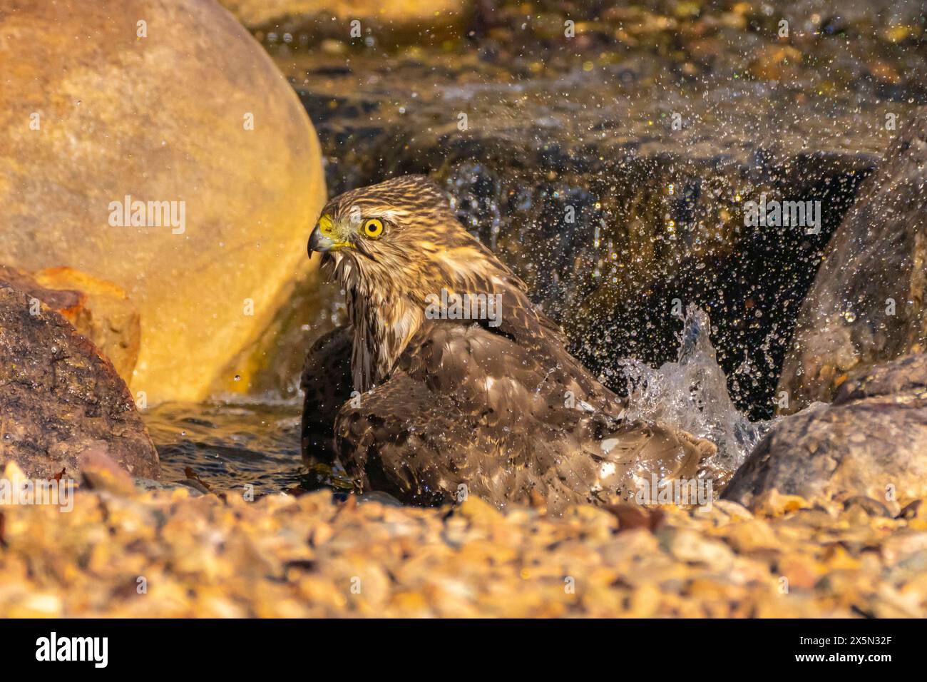 USA, New Mexico, Sandoval County. Cooper's hawk bathing in backyard waterfall. Stock Photo