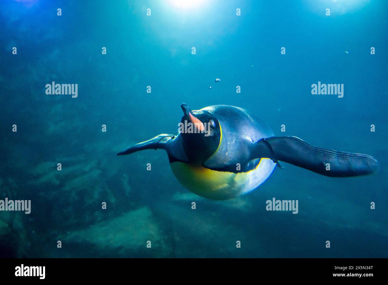 King penguin underwater hi-res stock photography and images - Alamy, image size:1300x957