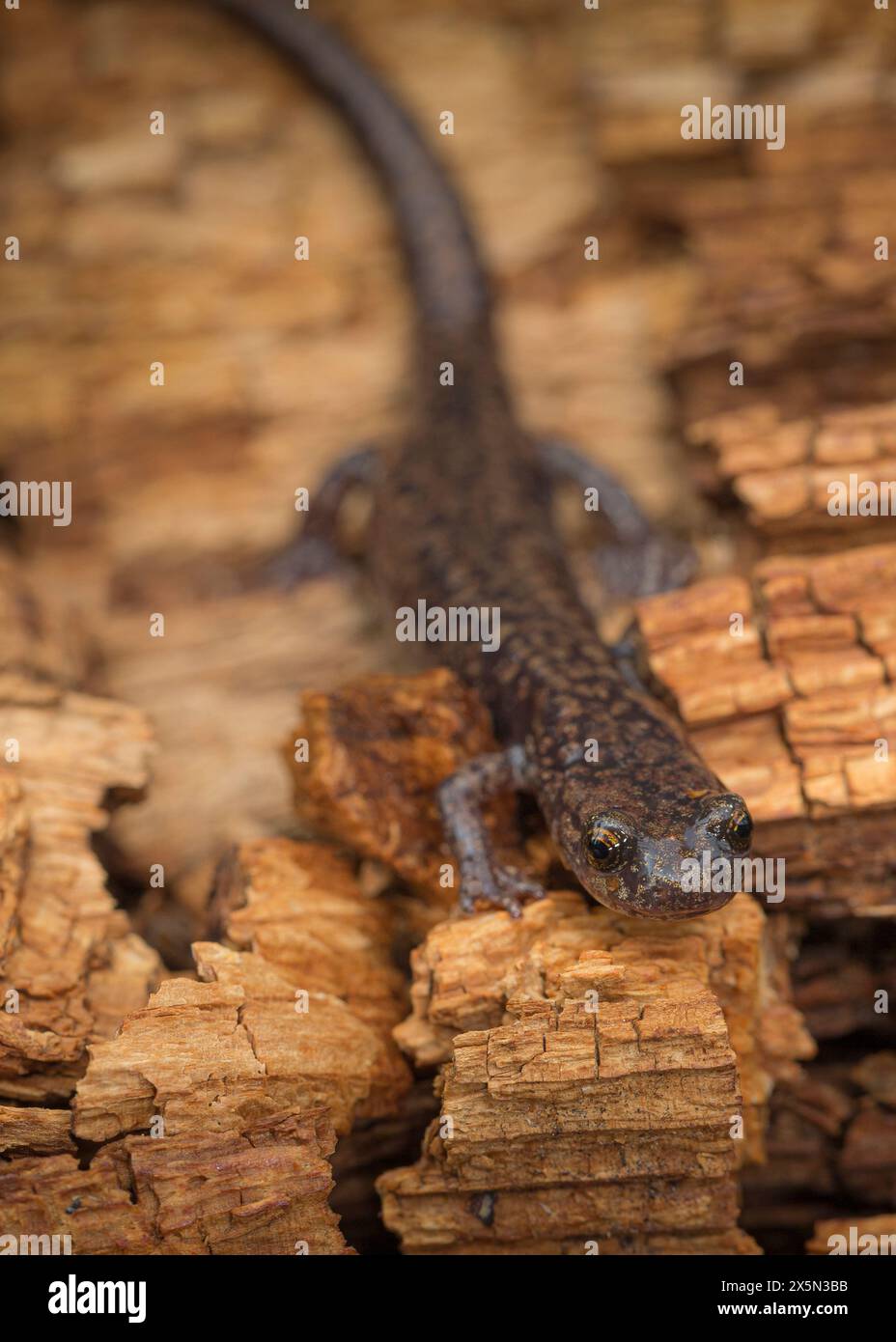 Sacramento Mountain Salamander, Aneides hardii, White Mountain Wilderness, New Mexico Stock Photo