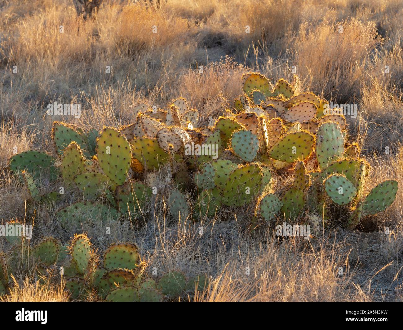 Cactus of the Copper Trail, Sandia mountains, New Mexico Stock Photo