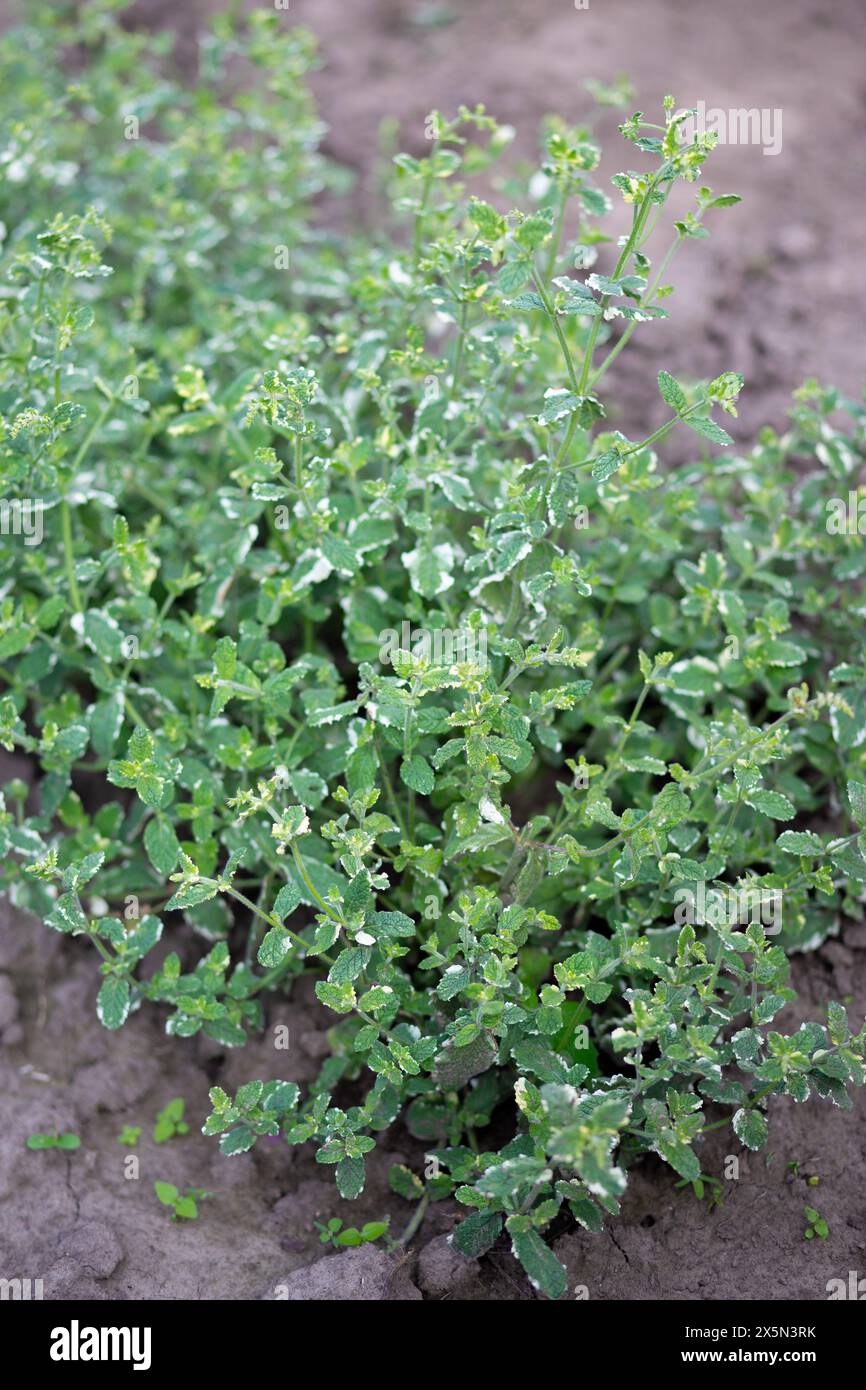 Pineapple mint bush with ornamental variegated green and white leaves in the garden, aromatic fresh organic mint outdoors. Mentha suaveolens Variegata. Stock Photo