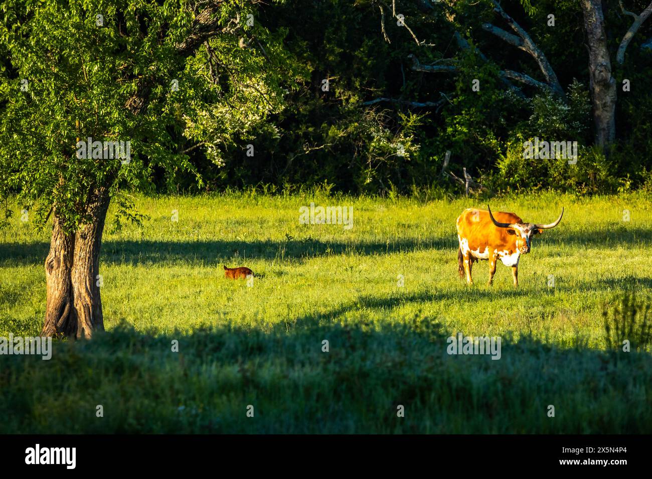 Famous Texas Longhorn American breed cow freely feeding at the ranch meadow summer morning Stock Photo