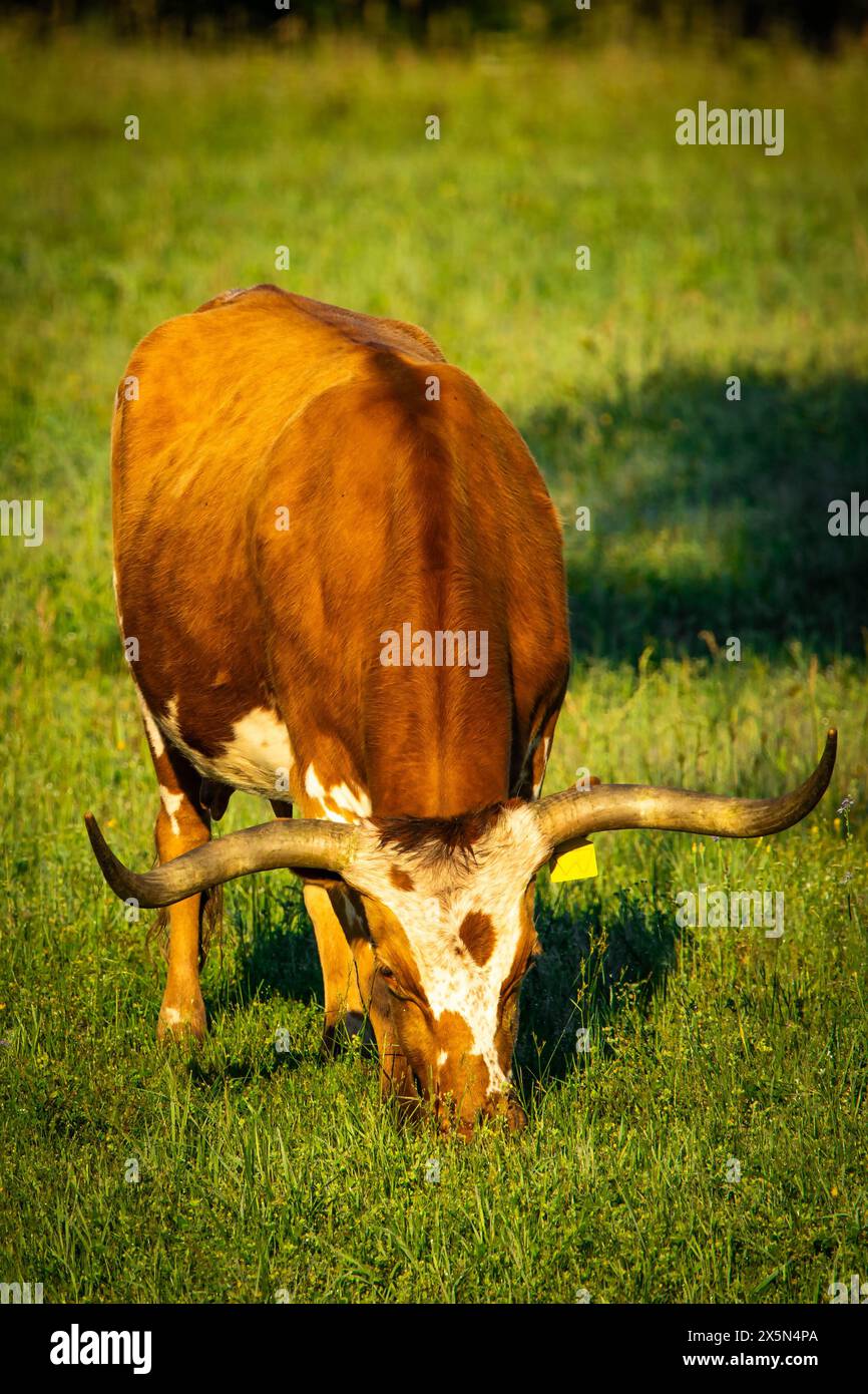 Famous Texas Longhorn American breed cow freely feeding at the ranch meadow summer morning Stock Photo