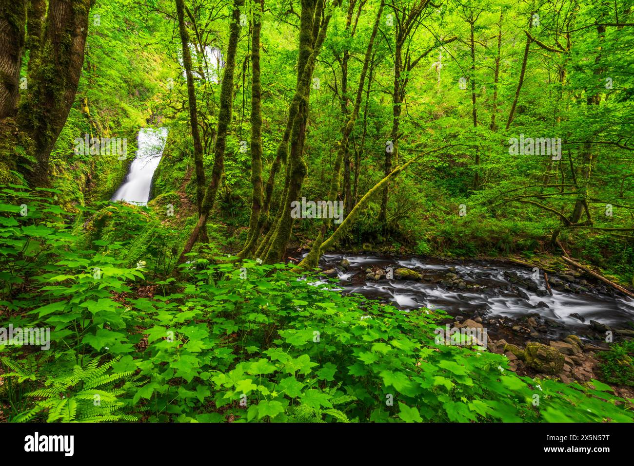 Bridal Veil Falls, Bridal Veil State Park, Columbia River